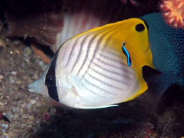 Chaetodon Auriga